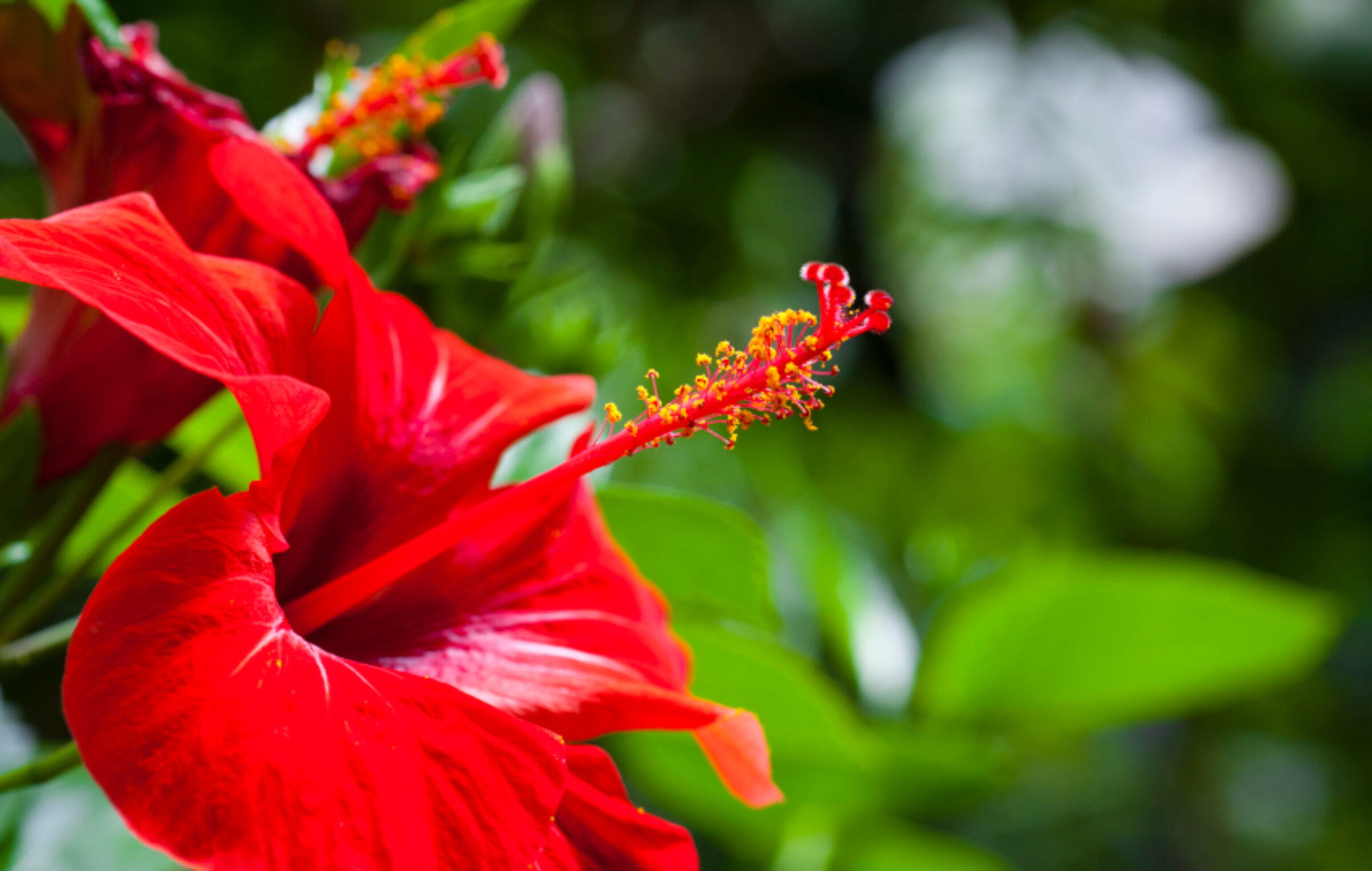 Hibiscus Snoeien Informatie Begin