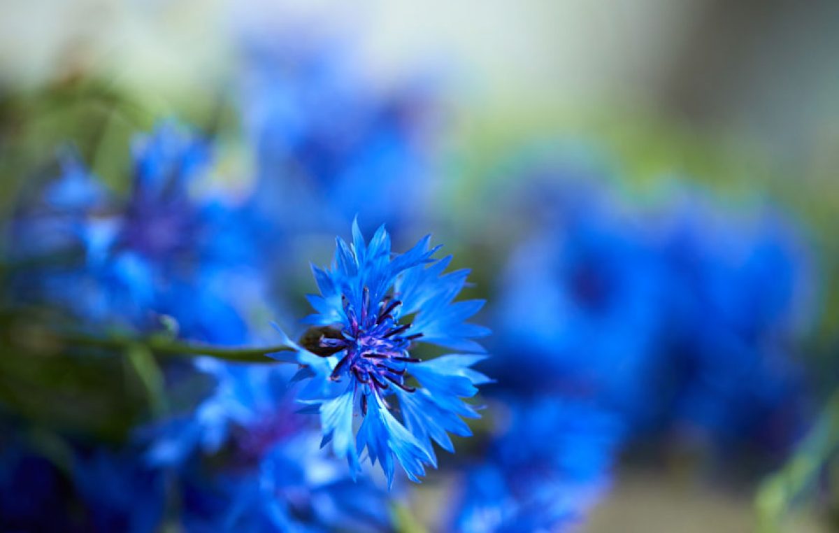 Blauwe bloemen