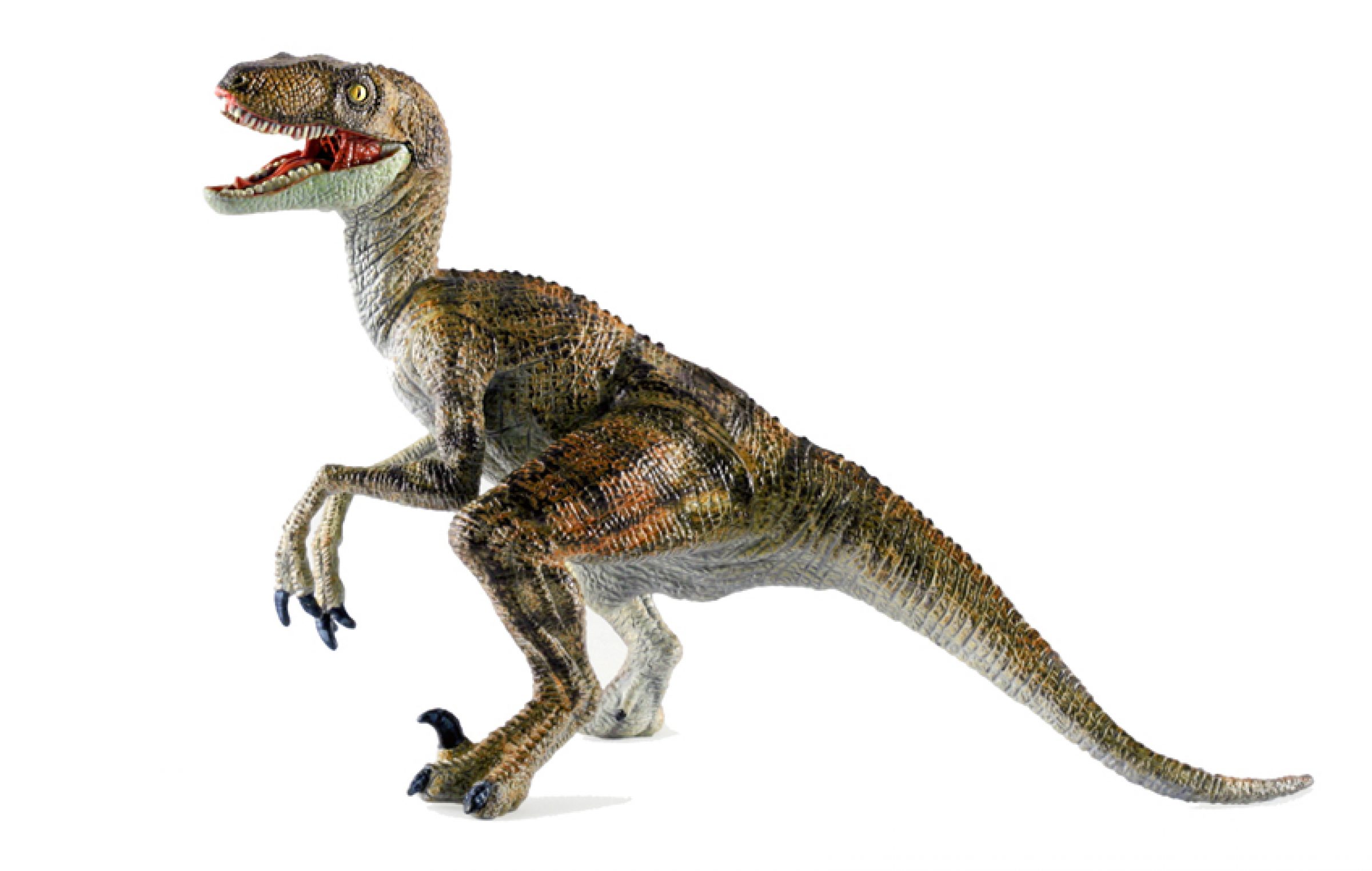Raptor - Informatie Begin