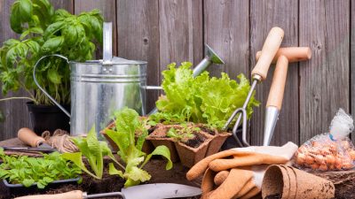 Tuinieren met groente planten