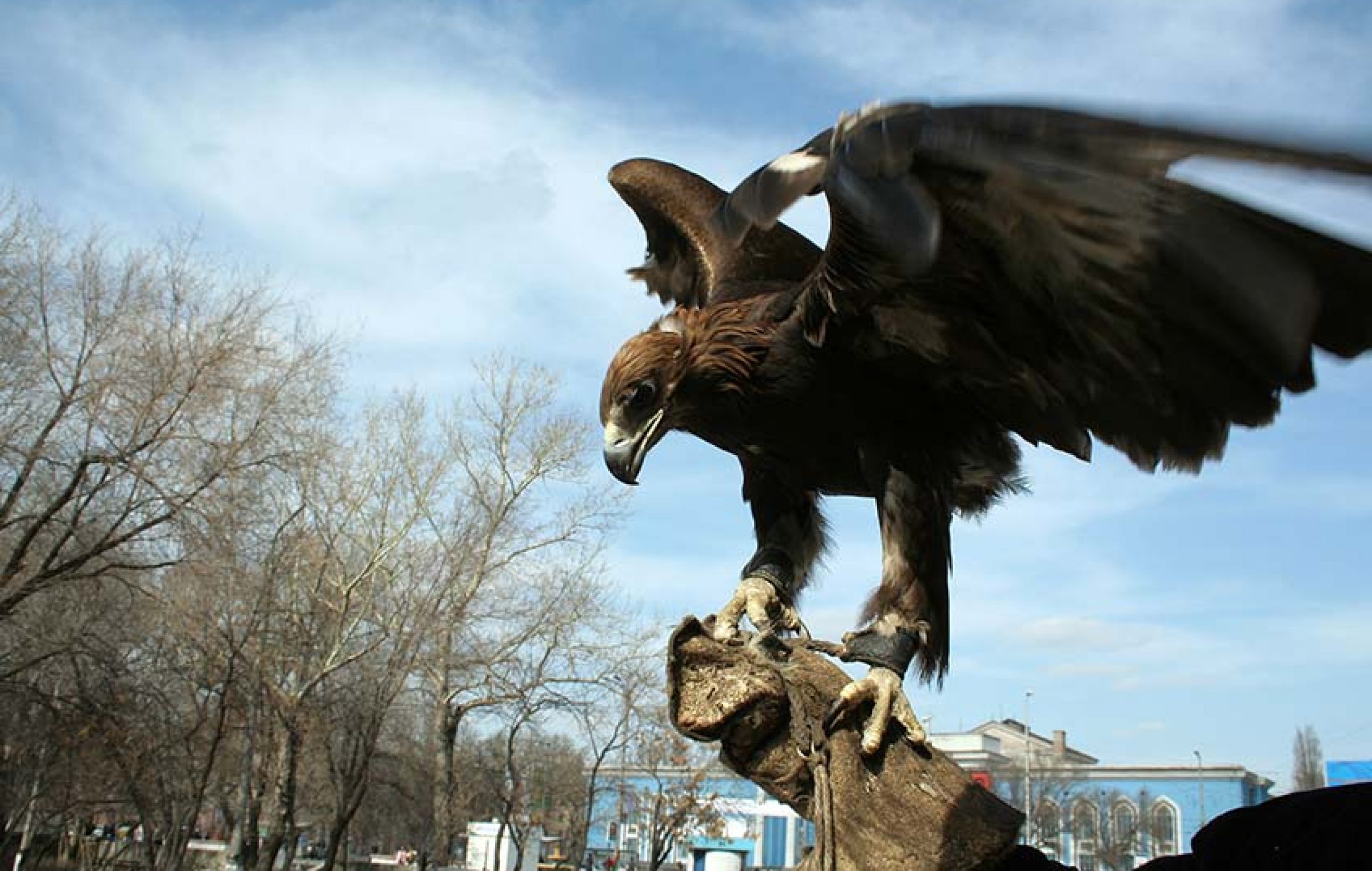 Adelaar Informatie Begin