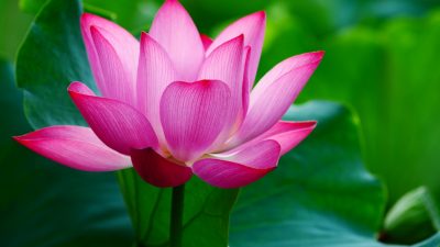 De Heilige Lotus