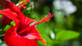 Hibiscus snoeien