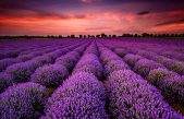 Lavendel planten