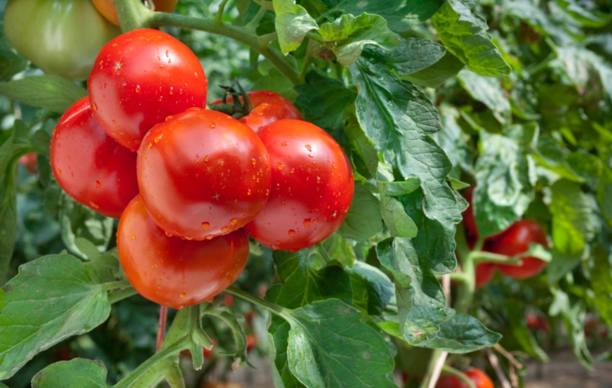 De tomatenplant